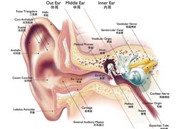 耳聋与哪些疾病有关