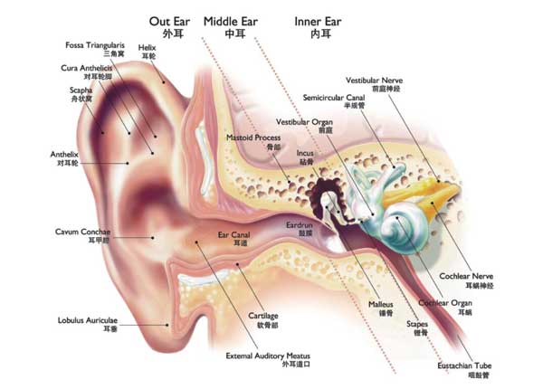 世卫组织：一半听力损失可避免 如何预防听力损失